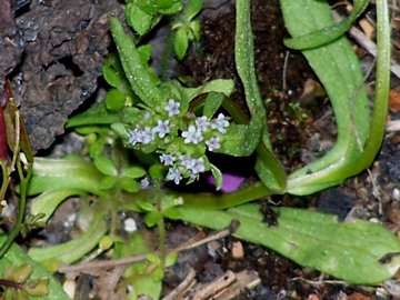 Piccola pianta con fiori piccolissimi - Valerianella sp.